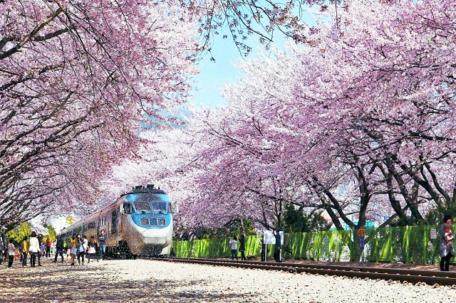 Những lý do bạn nên chọn du lịch Hàn Quốc vào mùa xuân