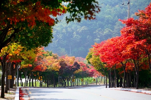 Mách bạn top 6 địa điểm ngắm mùa thu đẹp nhất ở Daegu