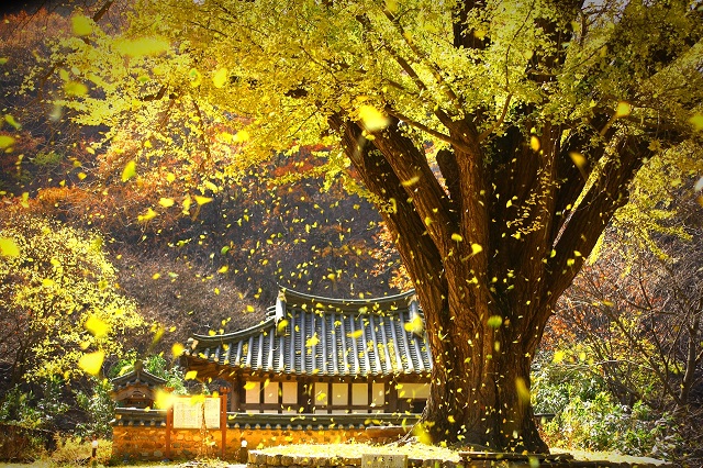 Tháng 11 – tháng của lễ hội ở Hàn Quốc