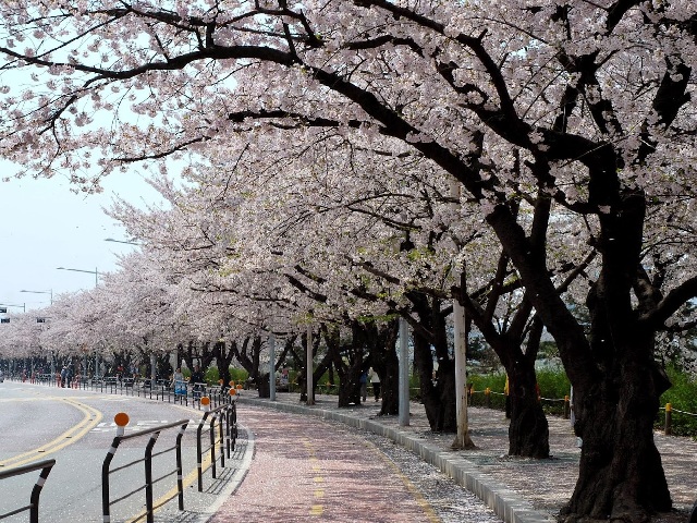 Những con đường hoa anh đào đẹp nhất Seoul