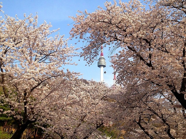 những con đường hoa anh đào đẹp nhất seoul, khám phá, trải nghiệm, những con đường hoa anh đào đẹp nhất seoul