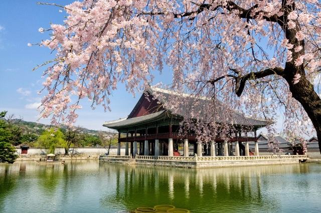 Những địa điểm ngắm hoa anh đào đẹp nhất ở Hàn Quốc - ALONGWALKER