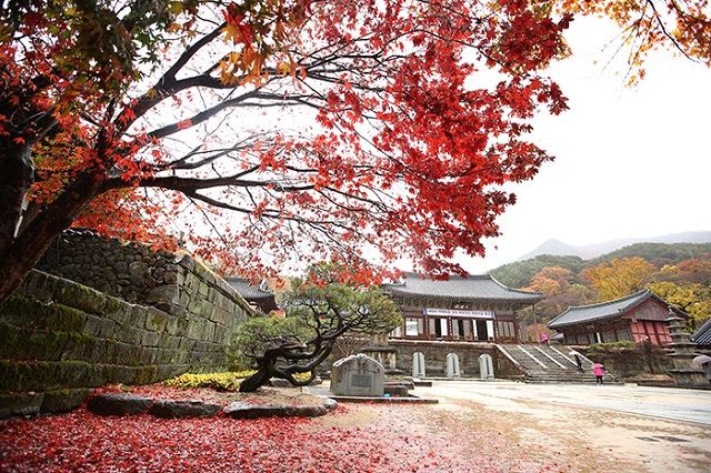những địa điểm ngắm mùa thu ở gần thủ đô seoul, khám phá, trải nghiệm, những địa điểm ngắm mùa thu ở gần thủ đô seoul
