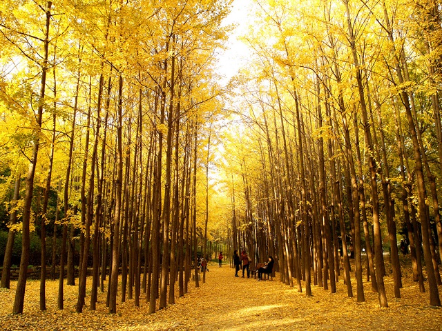 những điểm đến quyến rũ của mùa thu seoul, khám phá, trải nghiệm, những điểm đến quyến rũ của mùa thu seoul