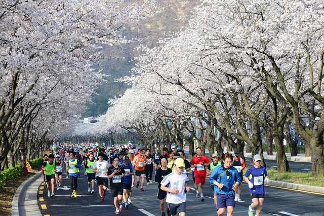 Những lễ hội vào mùa xuân ở Hàn Quốc