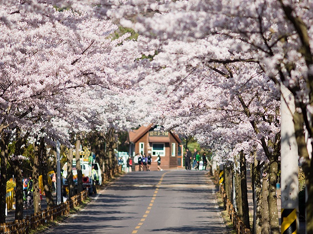 Lễ hội hoa rực rỡ mùa xuân ở Hàn Quốc