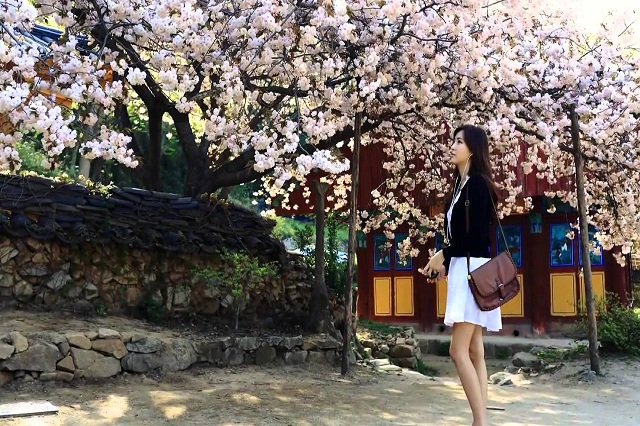 Những trải nghiệm mùa xuân nổi bật ở Hàn Quốc
