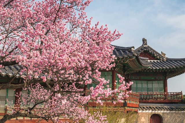 Mùa xuân Hàn Quốc mùa của hoa anh đào và cải vàng tuyệt đẹp