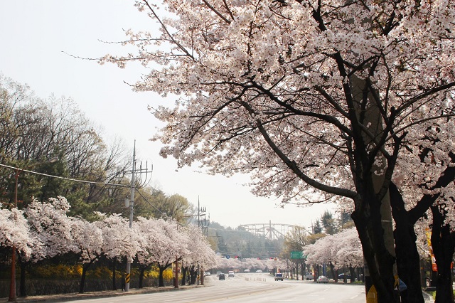 2 công viên nên ghé qua trong chuyến du lịch Daegu mùa xuân