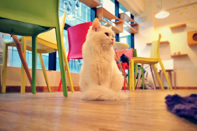 Top 3 quán cà phê mèo hot nhất Seoul
