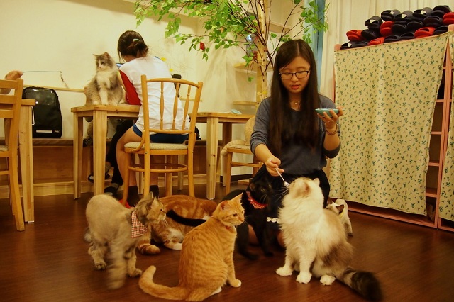 top 3 quán cà phê mèo hot nhất seoul, khám phá, trải nghiệm, top 3 quán cà phê mèo hot nhất seoul