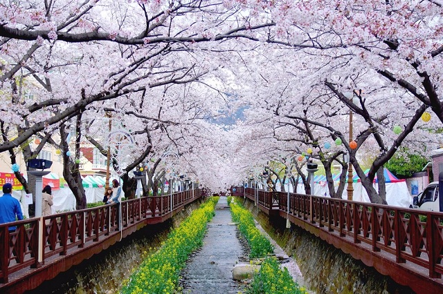 Náo nhiệt những lễ hội hoa anh đào ở Hàn Quốc