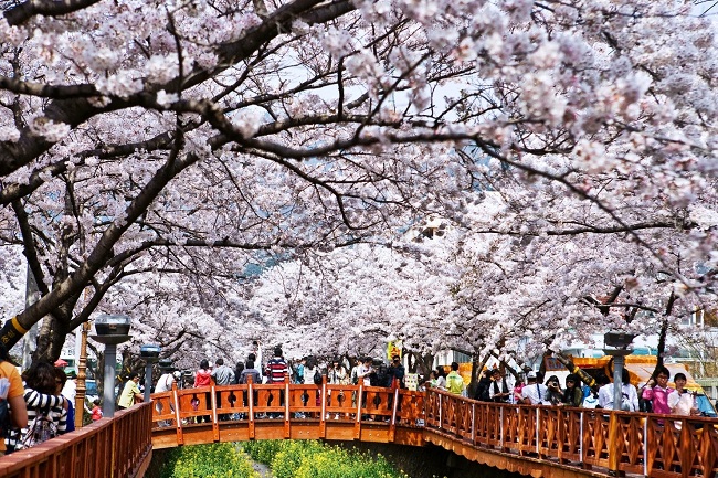 Khám phá mùa hoa anh đào nở ở Hàn Quốc cực kỳ thú vị