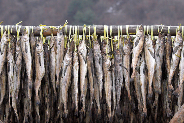 Cá Hwangtae – Loài cá quý tộc ở vùng Gongwon