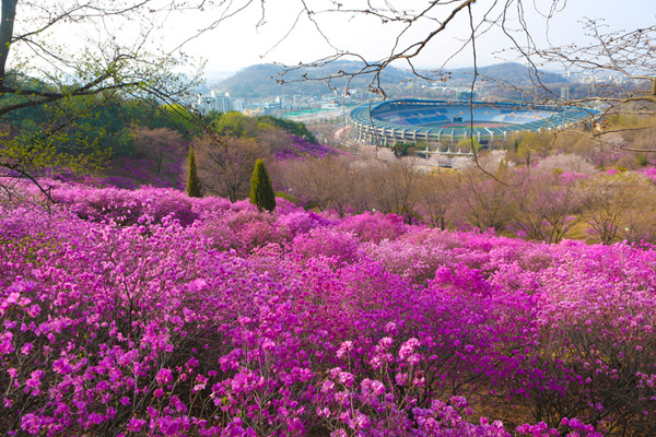 Vẻ đẹp của lễ hội hoa Đỗ Quyên ở Hàn Quốc