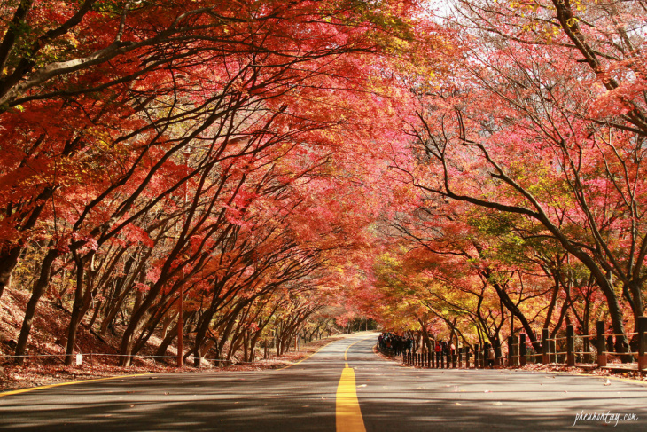 7 nơi chụp ảnh mùa thu đẹp nhất Hàn Quốc