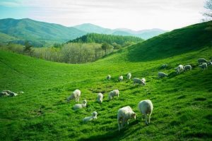 Đồng cừu Daegwallyeong – ‘báu vật hút khách’ của Hàn Quốc