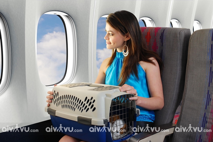 châu á, quy định vận chuyển vật nuôi thú cưng trên máy bay asiana airlines