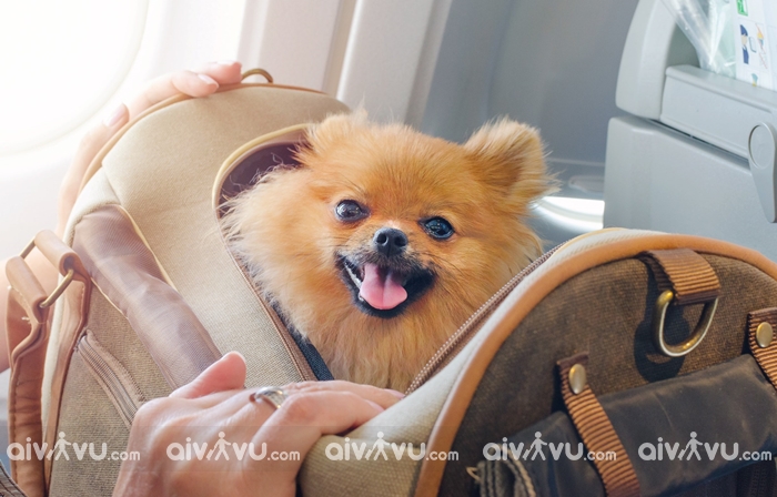 châu á, quy định vận chuyển vật nuôi thú cưng trên máy bay asiana airlines