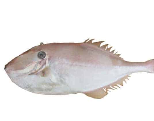 Khám phá cá bò da – loài cá mang giá trị dinh dưỡng đặc biệt