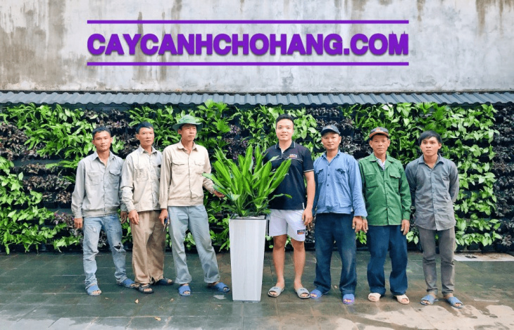 hải phòng, top 5 địa điểm bán chậu trồng cây cảnh tại hải phòng uy tín