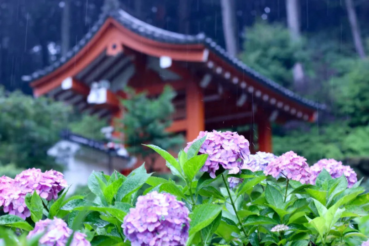 bỏ túi 10 điểm checkin sống ảo với hoa cẩm tú ở kyoto