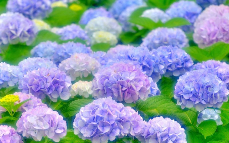 bỏ túi 10 điểm checkin sống ảo với hoa cẩm tú ở kyoto