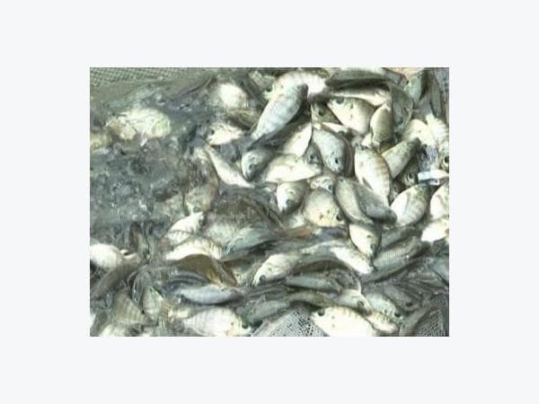 5 phút với cách làm bún canh cá rô đồng ngon đặc sản Hải Dương