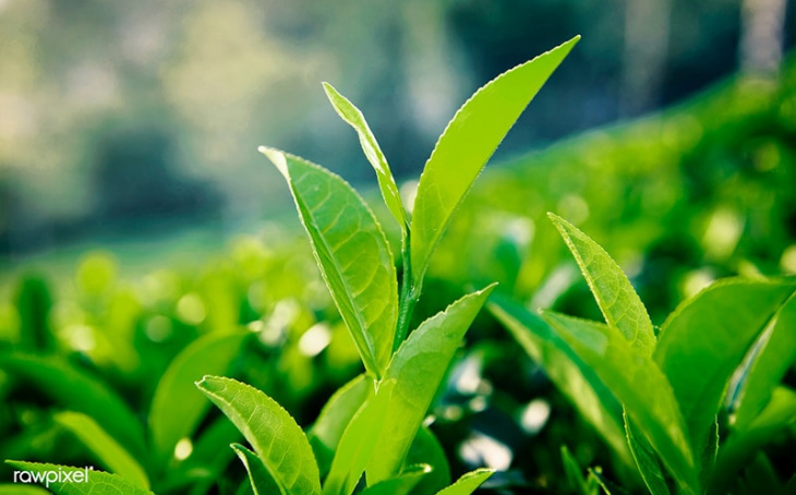 8 tác dụng của lá trà xanh với sức khỏe mà bạn chưa biết