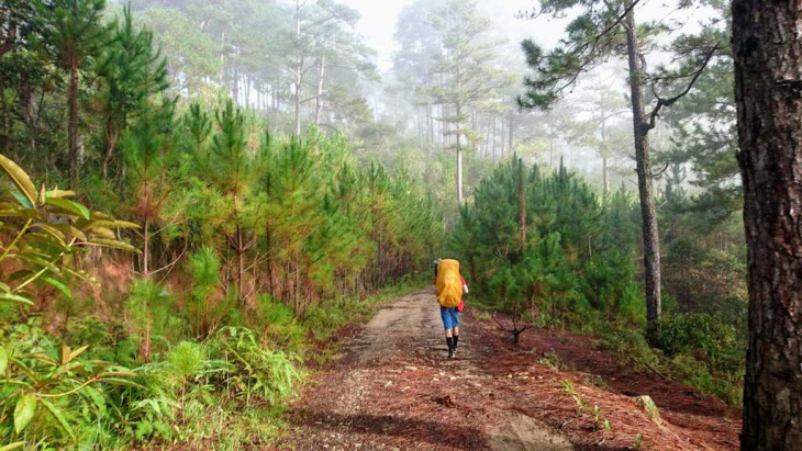 đặc trưng, trekking, cây pơmu 1300 năm tuổi ở vườn quốc gia bidoup