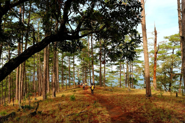 Những loại nấm rừng trên cung đường trekking Bidoup