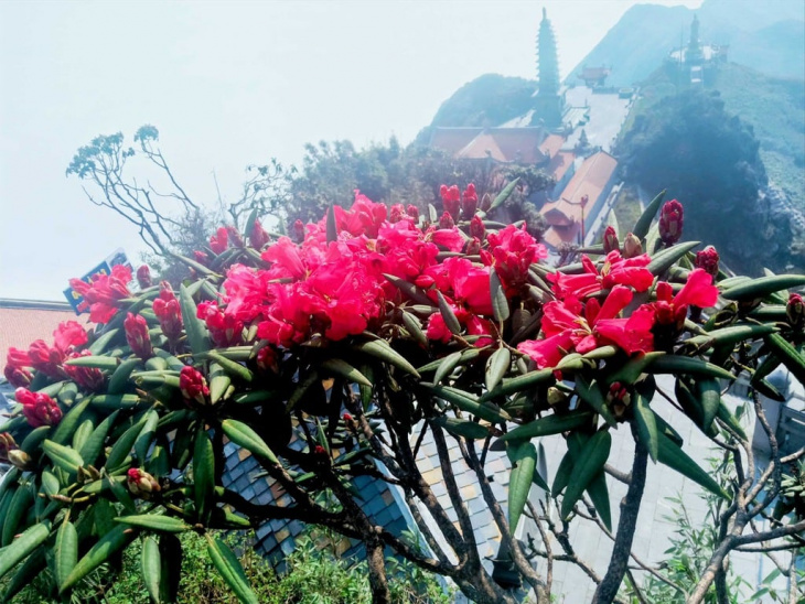 đặc trưng, điểm đến, vương quốc hoa đỗ quyên trên đỉnh fansipan