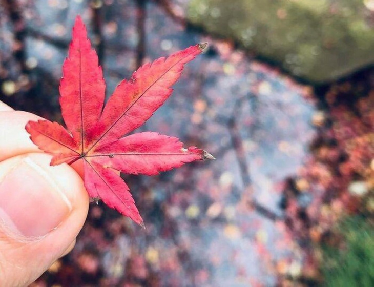 Leo núi Tây Bắc – ngắm khu rừng nhuộm đỏ lá phong