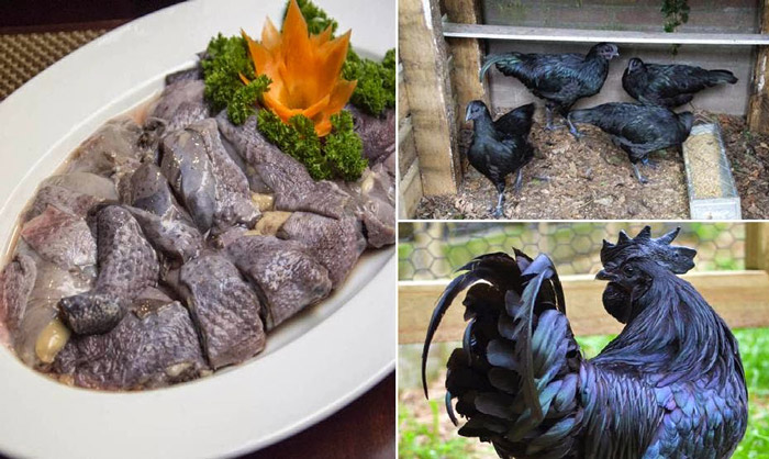 du lịch sapa thưởng thức món thịt gà đen nướng đặc biệt