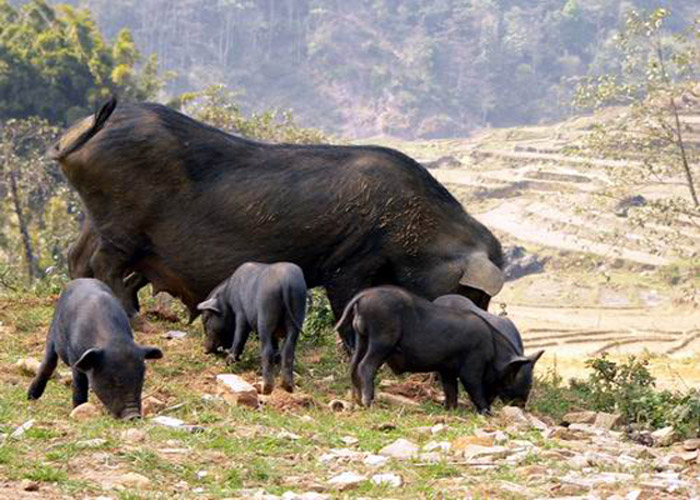 Thịt lợn cắp nách của đồng bào dân tộc thiểu số Sapa