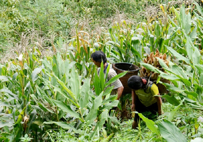 đặc sản bánh ngô sapa