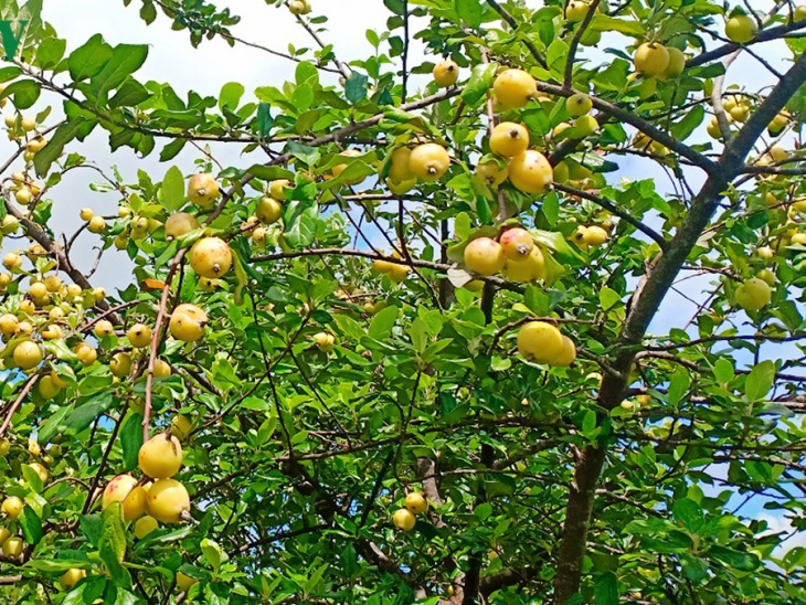 kinh nghiệm, du lịch sapa tháng 6 – khám phá vẻ đẹp sapa mùa trái ngọt