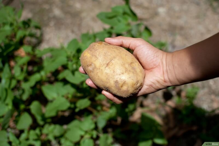 khám phá, 10 cách trị mụn bằng khoai tây an toàn, hiệu quả tại nhà