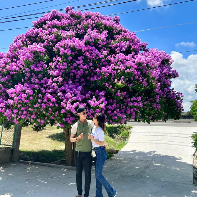 Cây bằng lăng ở Bình Thuận – Điểm checkin mỗi dịp hoa nở rộ