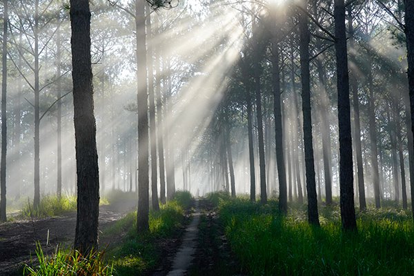 Check-in liền tay top 8 rừng thông Đà Lạt lên hình xinh lung linh