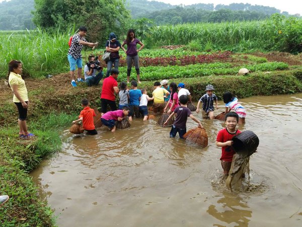 homestay, bavi homestead - một ngày trải nghiệm thú vị tại trang trại đồng quê ba vì