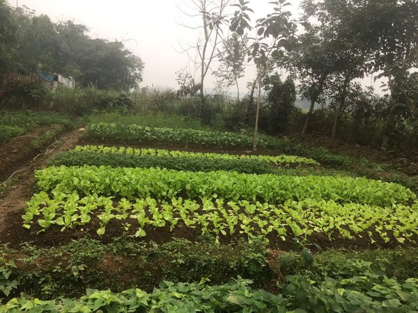 homestay, bavi homestead - một ngày trải nghiệm thú vị tại trang trại đồng quê ba vì