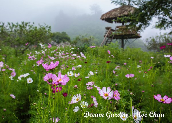 homestay, dream garden mộc châu - khu sinh thái mộng  mơ