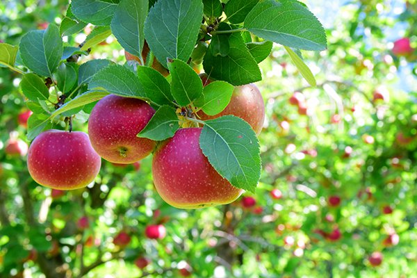 Khám phá 10 vườn trái cây gần Sài Gòn hấp dẫn nhất