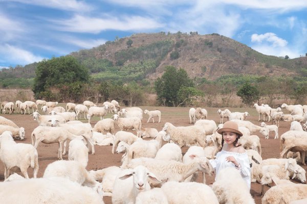 1001 view checkin sống ảo tại Đồng Cừu Suối Nghệ Vũng Tàu