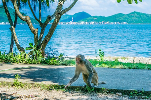 khám phá, đến ngay đảo khỉ - nha trang để tận hưởng niềm vui bất tận