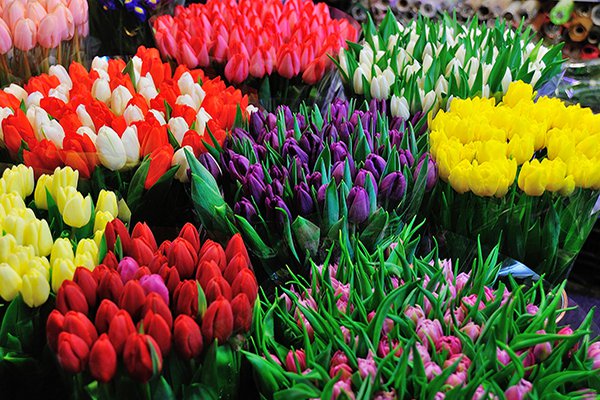 Hướng dẫn tham quan chợ hoa Hồ Thị Kỷ, Sài Gòn