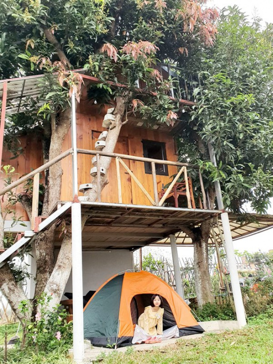 homestay, okia treehouse – nơi cư trú cho những tâm hồn mộng mơ