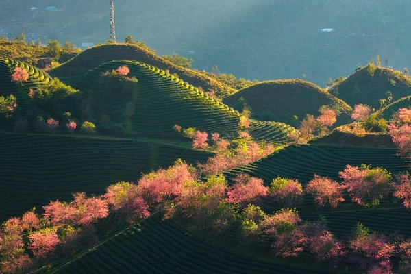 khám phá, đồi chè ô long: không gian tựa trời tây trong lòng sapa