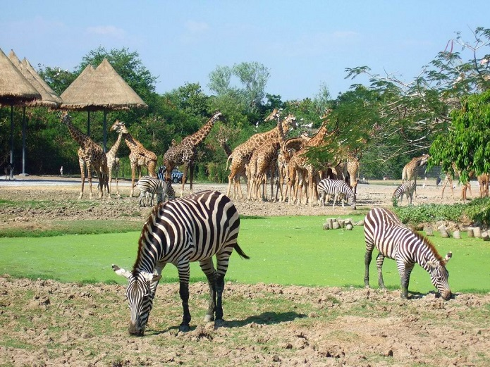 safari phú quốc, vinpearl safari phú quốc, khám phá thế giới động vật hoang dã lý thú tại safari phú quốc